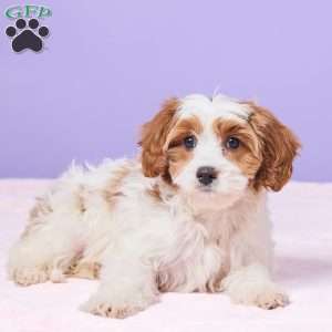 Clementine, Cavapoo Puppy